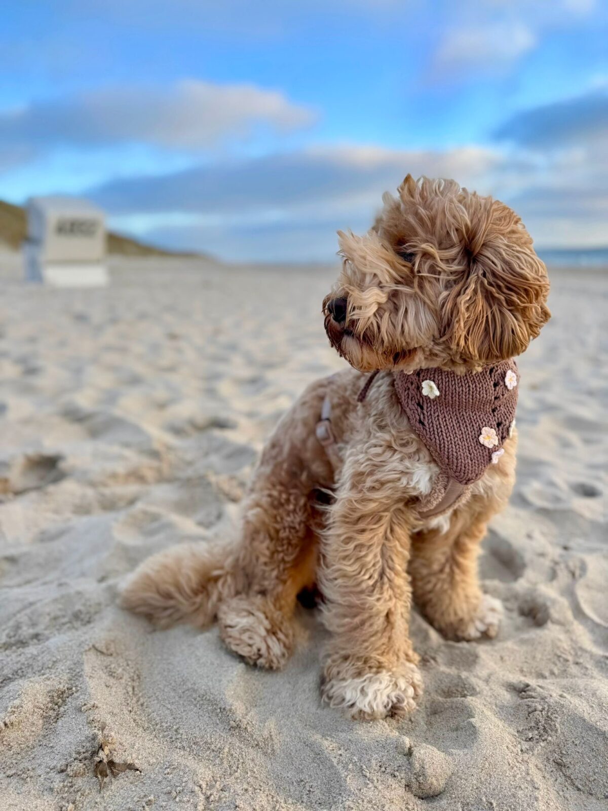 Bandana Daisy - obrazek 10