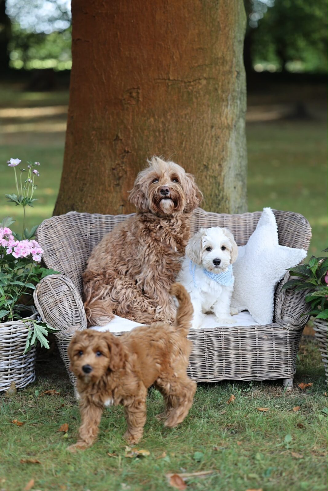 Love Puppy Bandana - Image 19