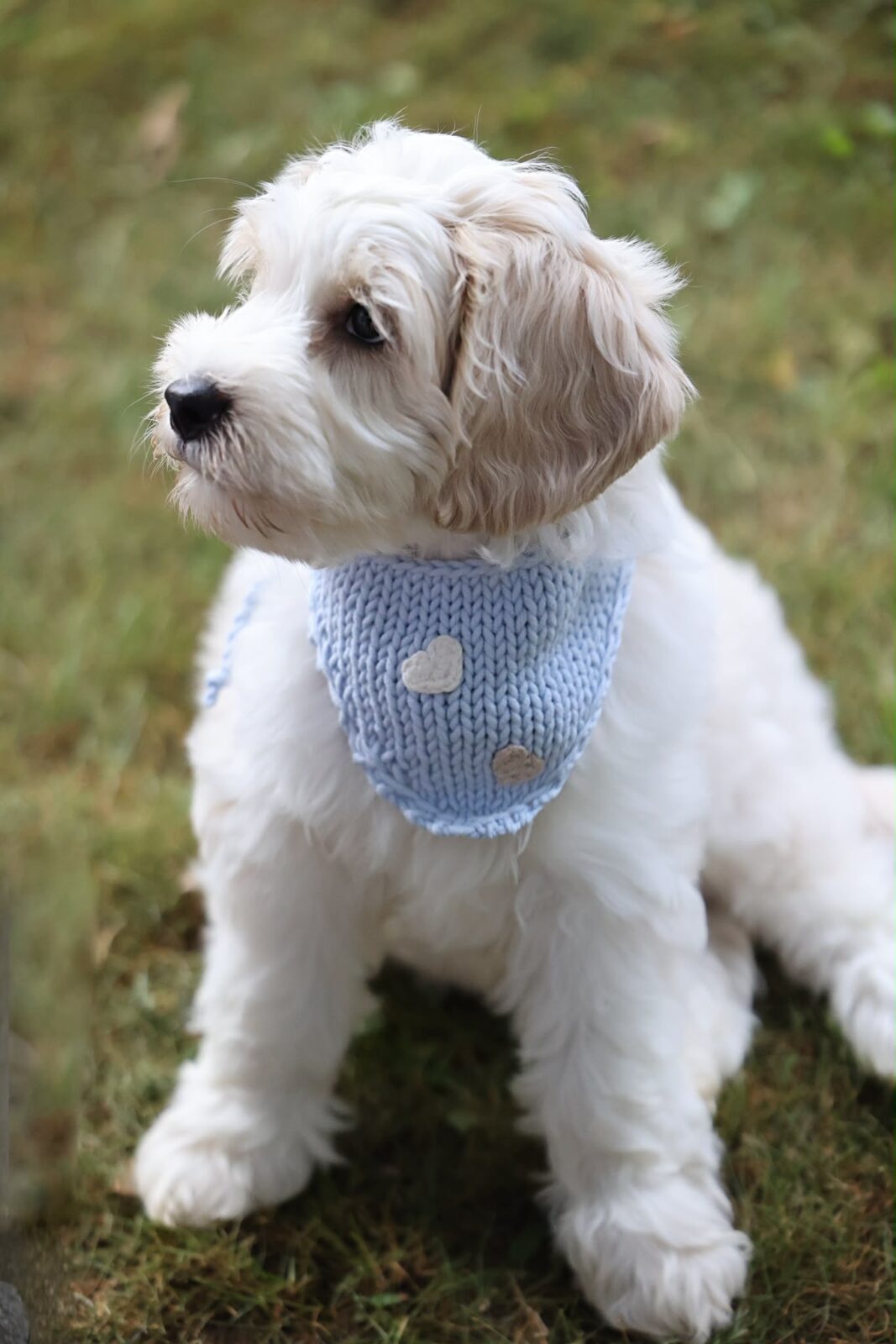 Love Puppy Bandana - Image 18