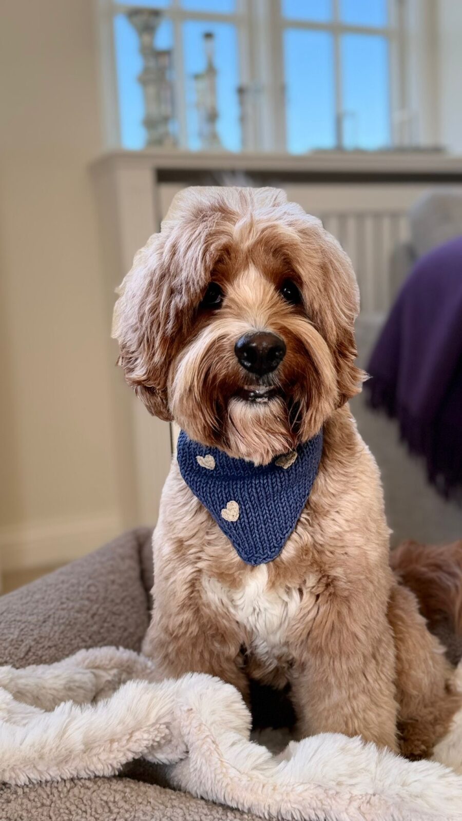 Bandana Hearts Blue - obrazek 7