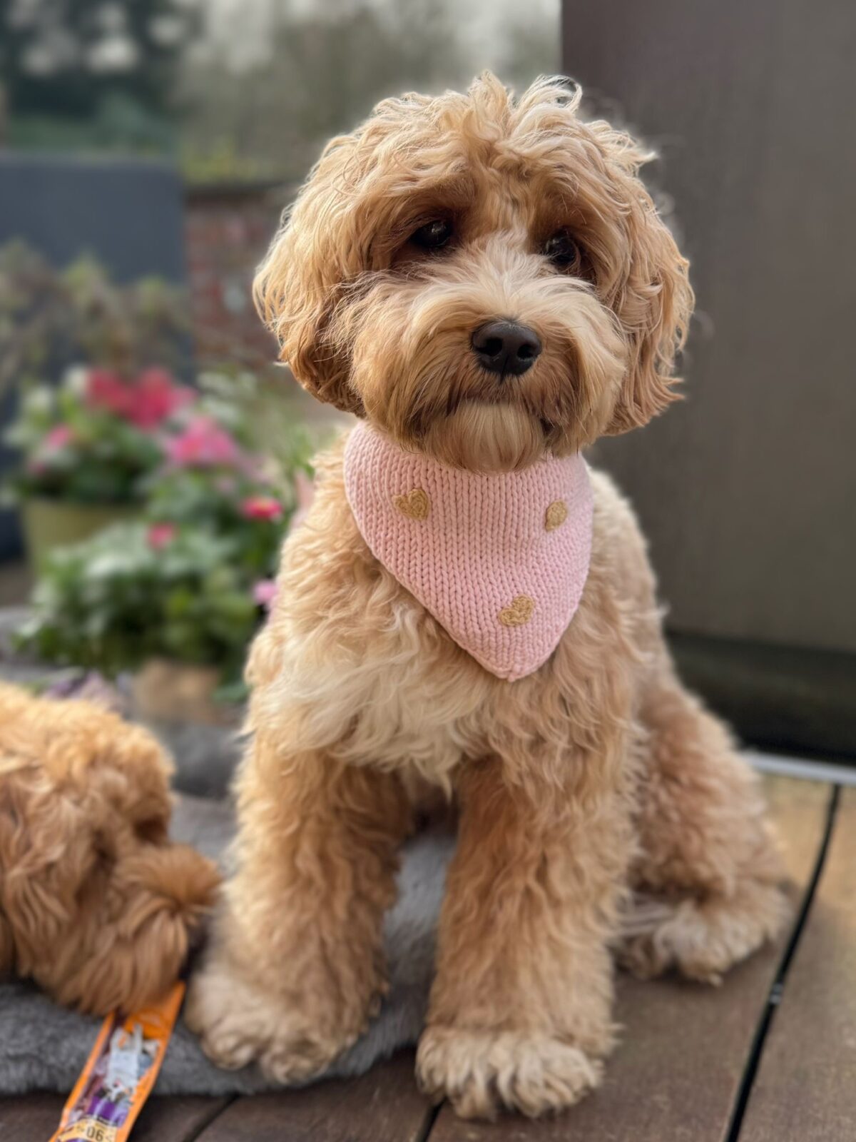 Little Hearts Bandana - Image 8