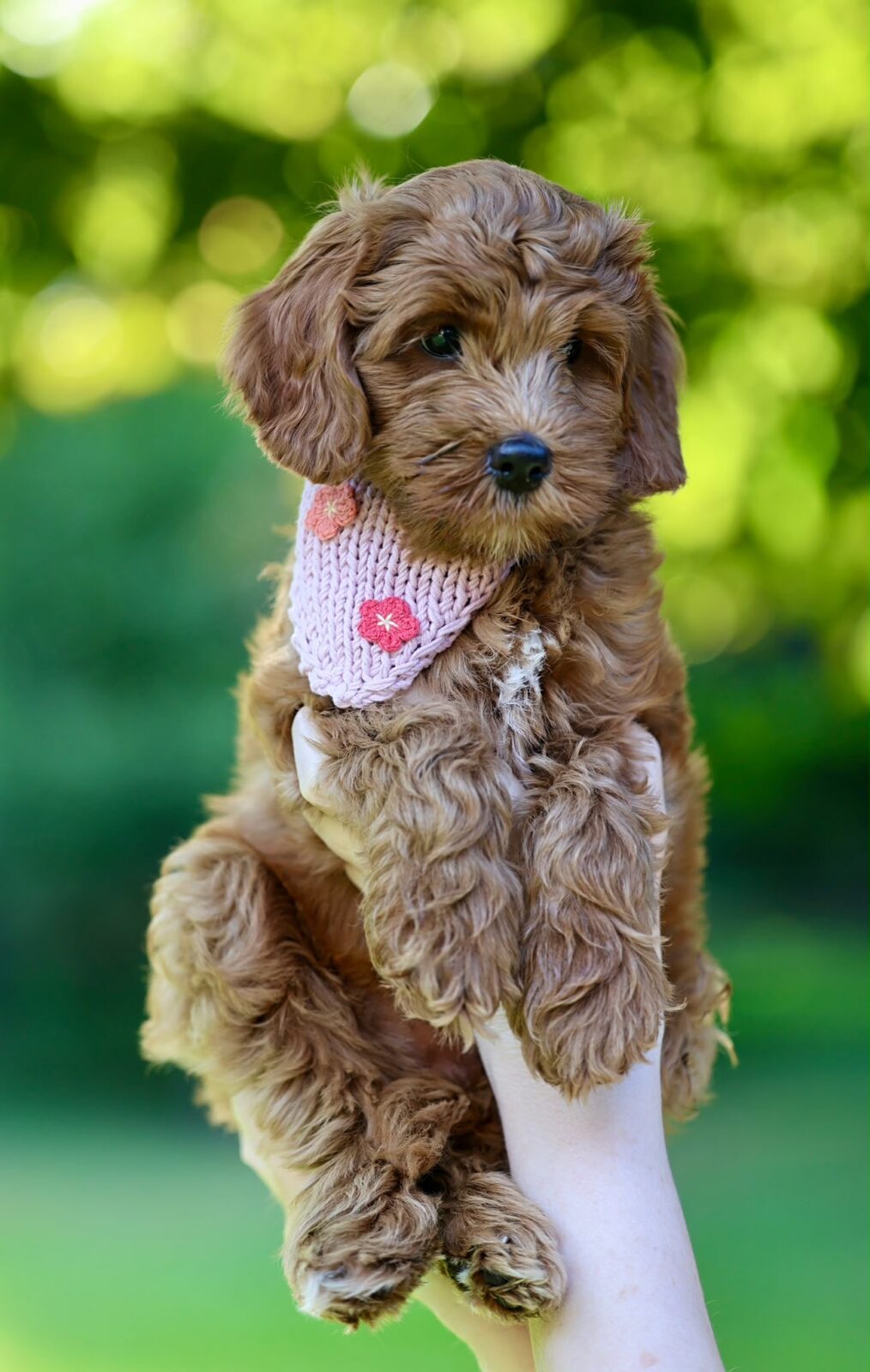 Love Puppy Bandana - Image 7