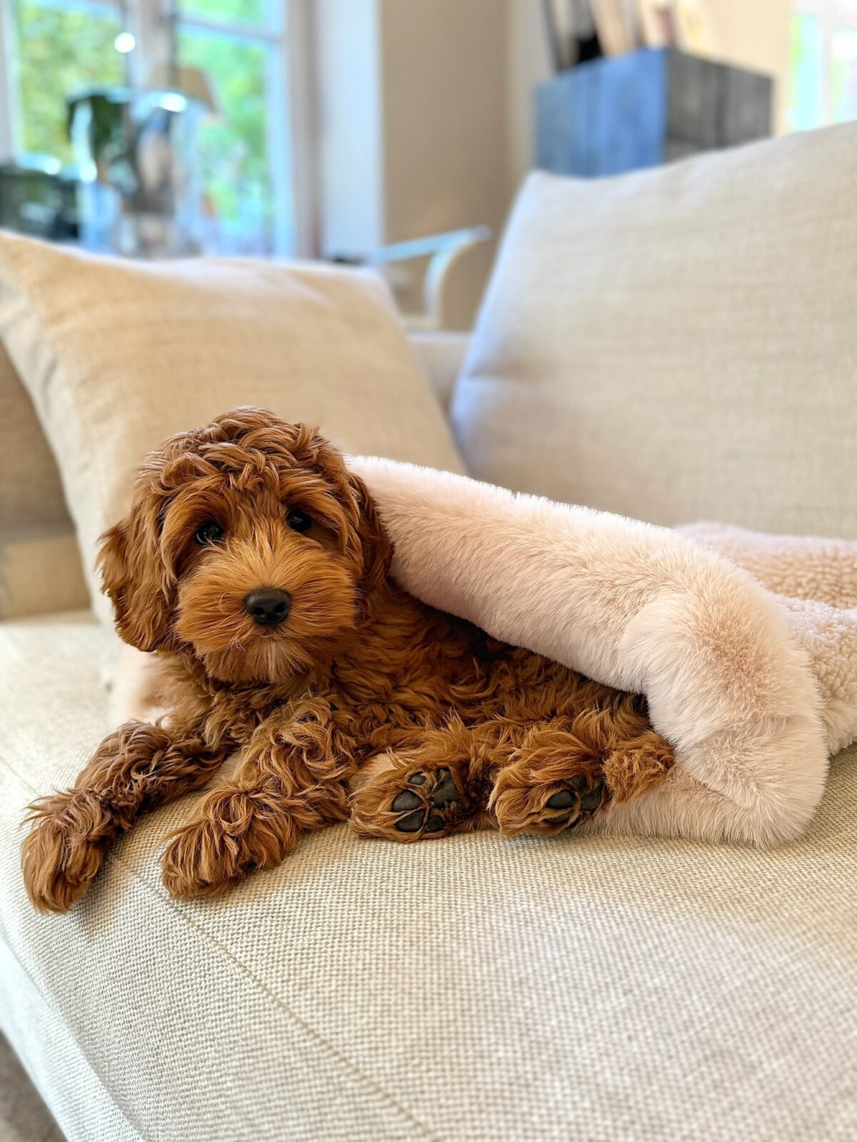PUPPY COCOON - obrazek 4