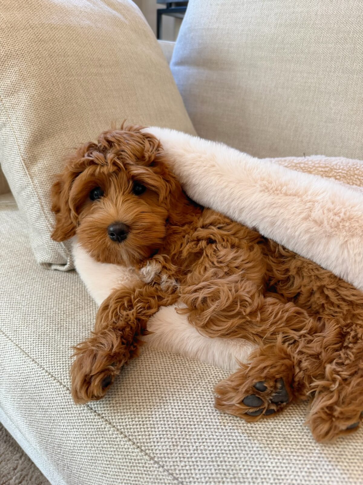 PUPPY COCOON - obrazek 5