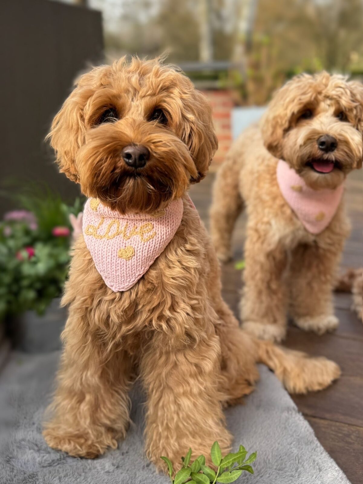 Little Hearts Bandana - Image 11