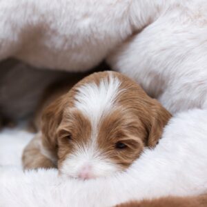PUPPY COCOON