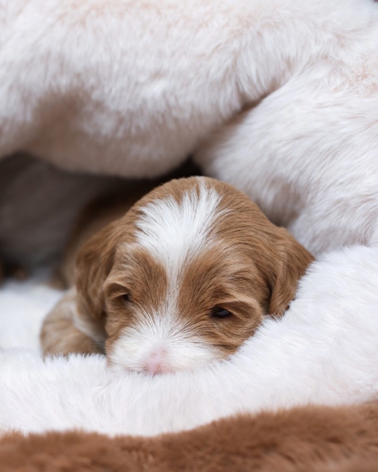 PUPPY COCOON