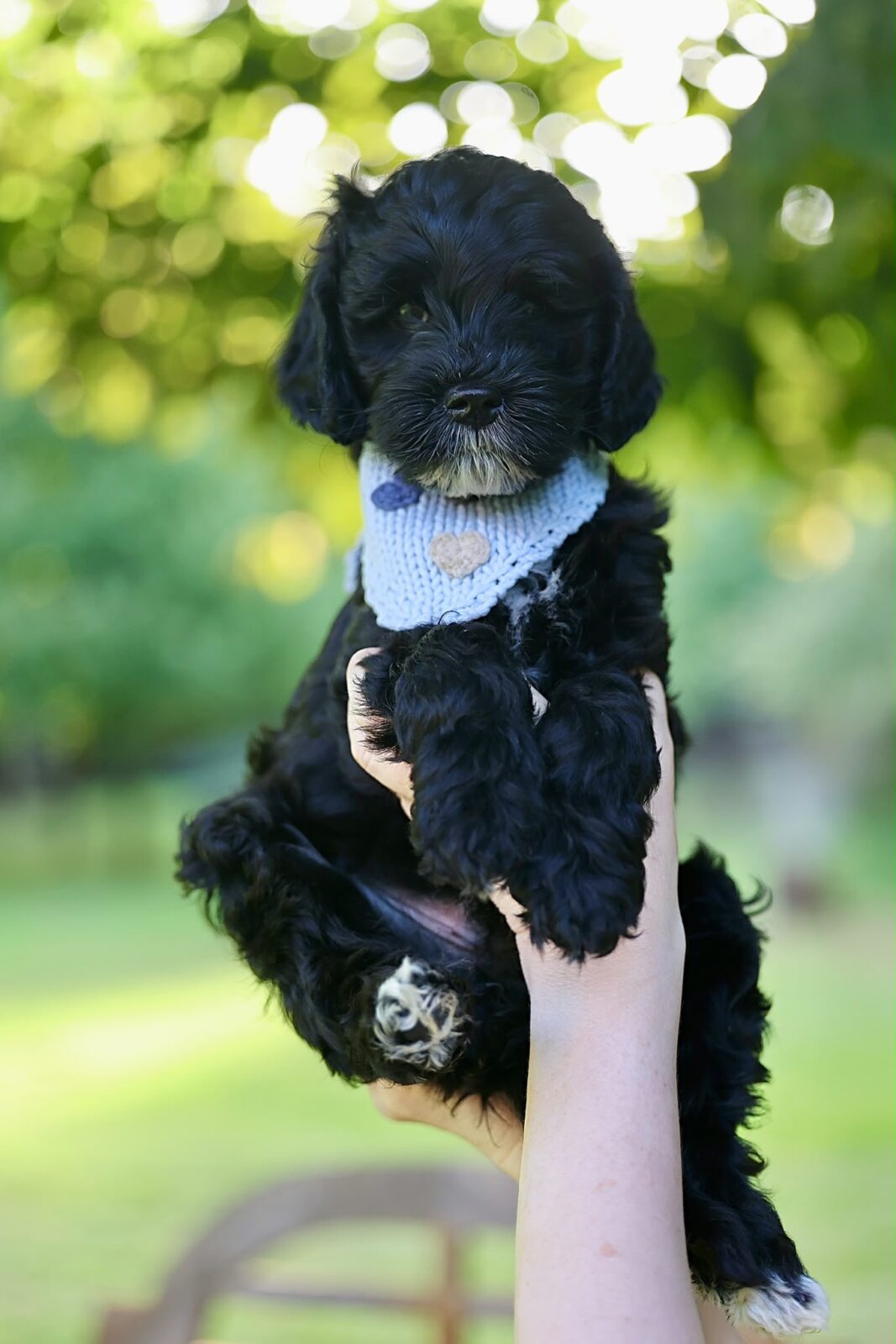 Love Puppy Bandana - Image 12