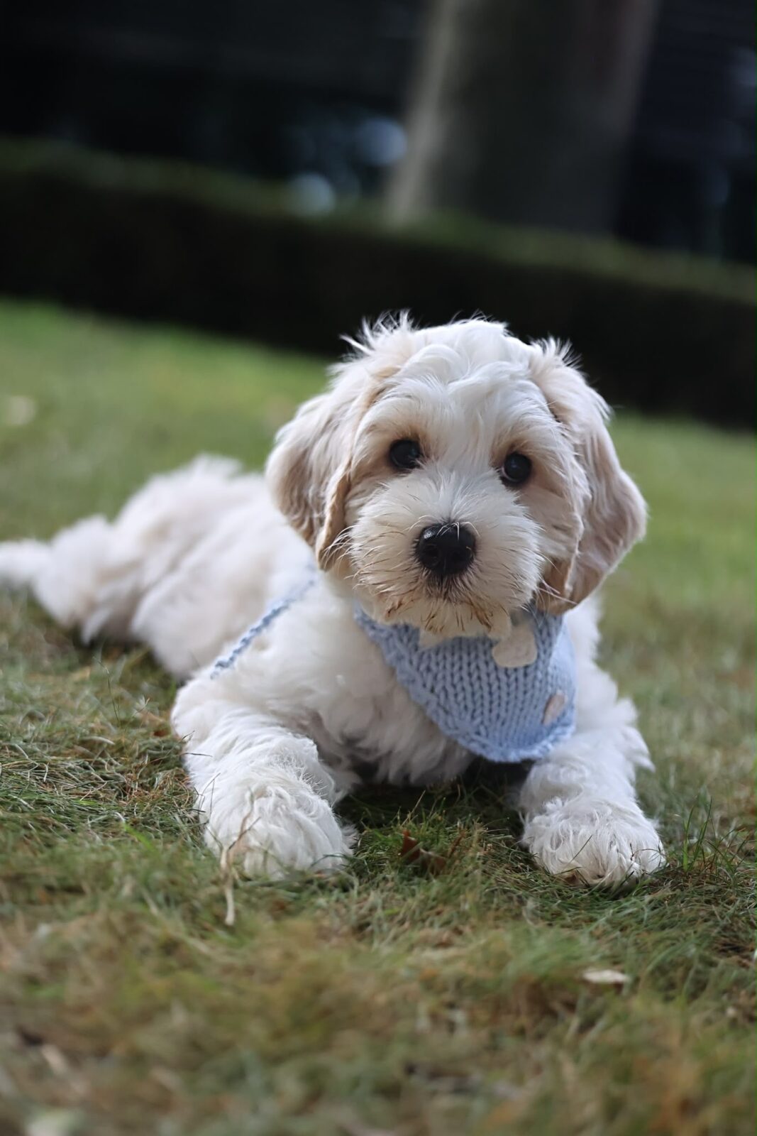 Love Puppy Bandana - Image 22