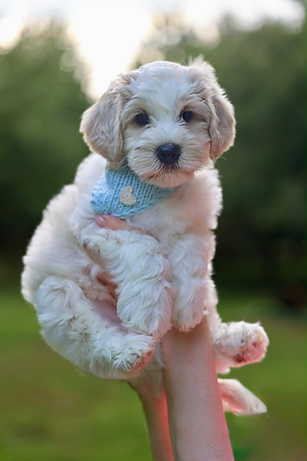 Love Puppy Bandana - Image 13