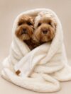 Teddy Cloud Blanket - obrazek 4