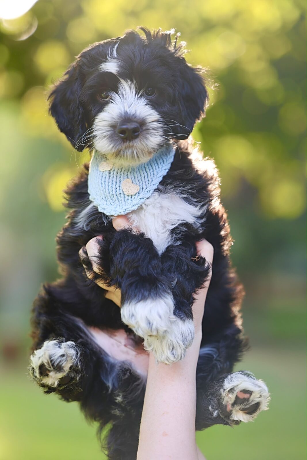 Love Puppy Bandana - Image 11