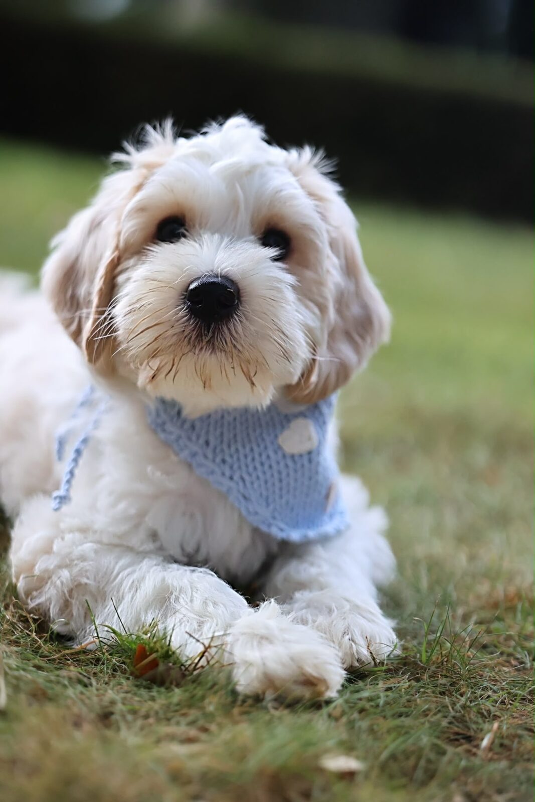 Love Puppy Bandana - Image 20