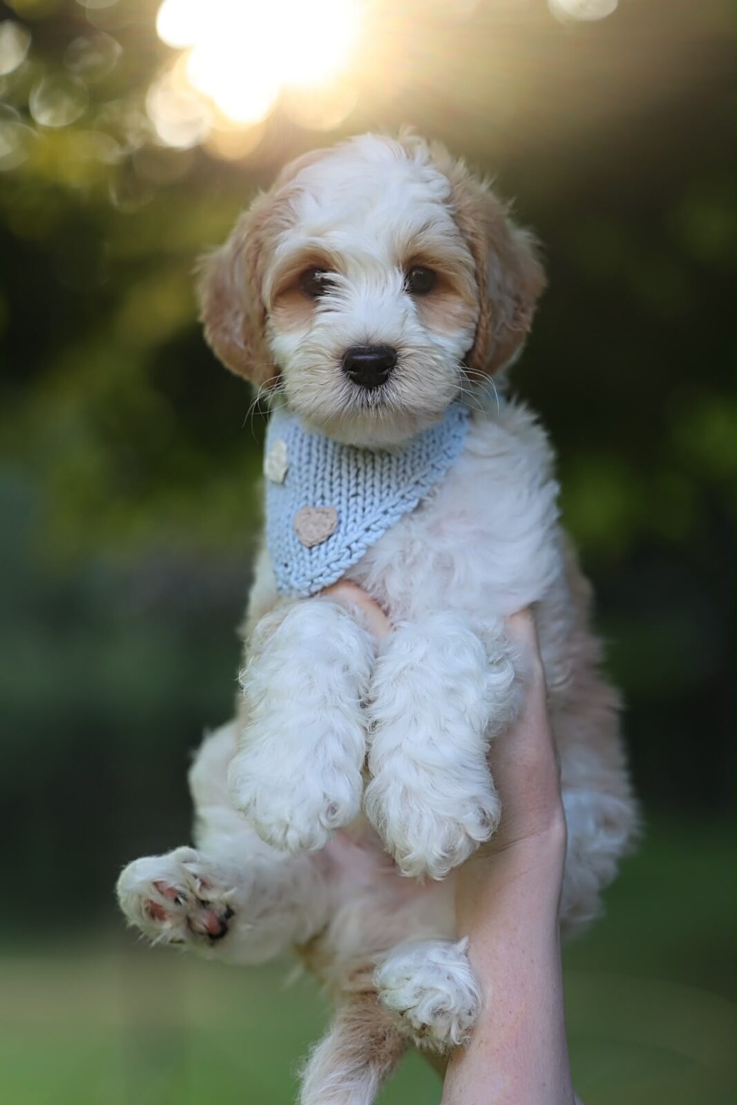 Love Puppy Bandana - Image 10