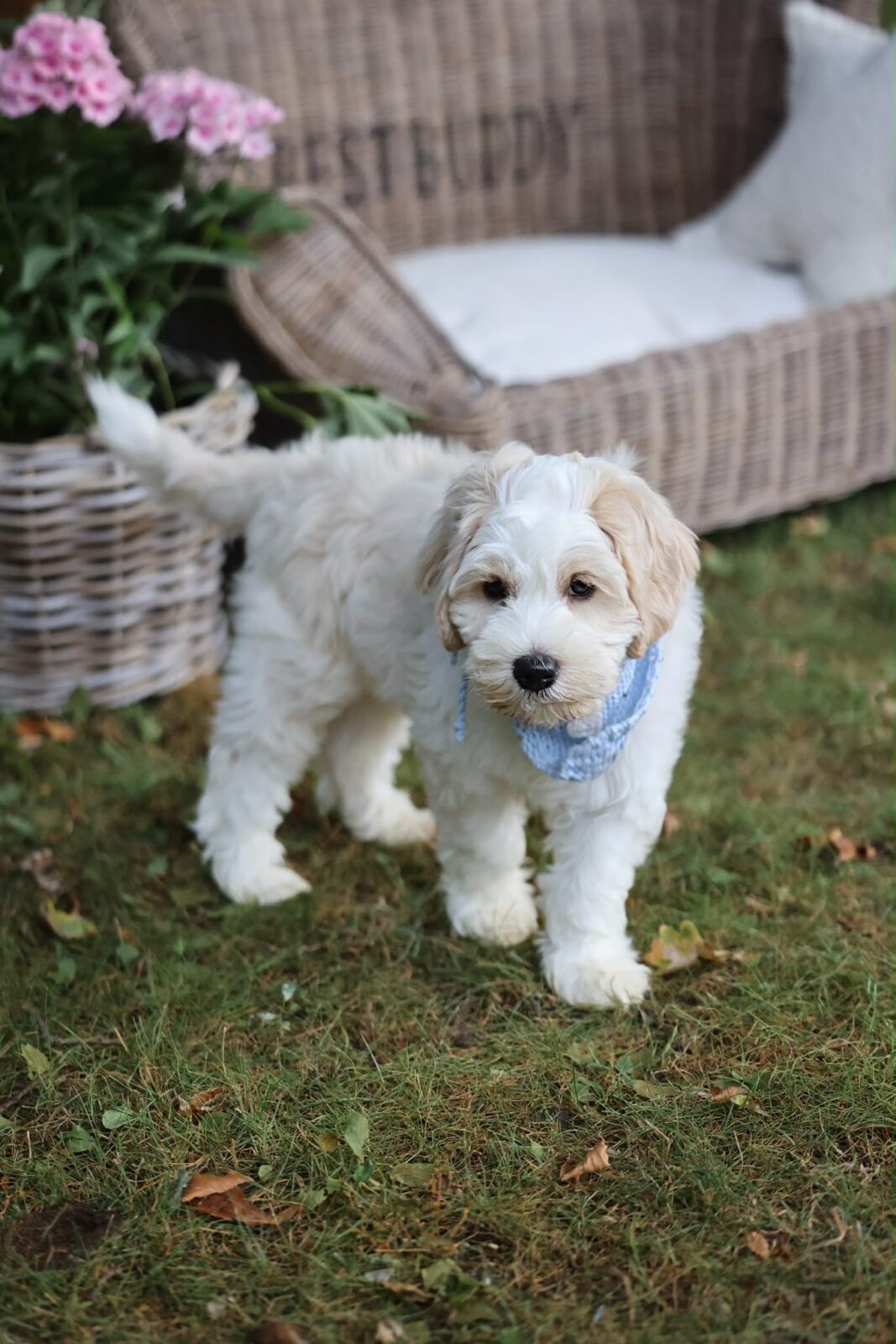 Love Puppy Bandana - Image 17