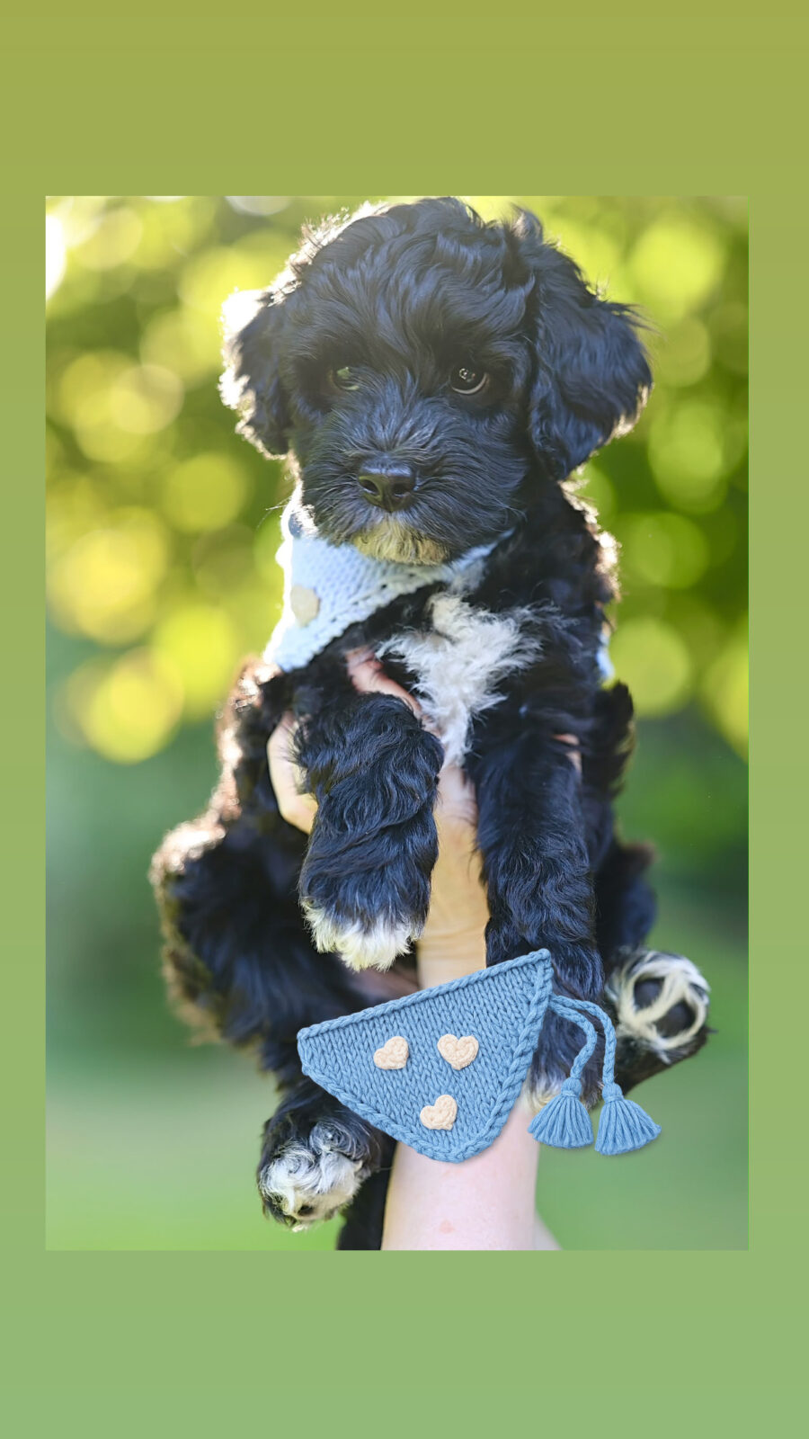 Love Puppy Bandana - Image 14
