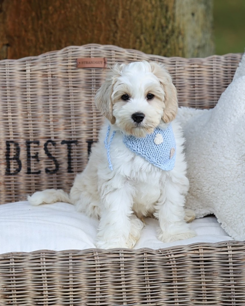 Love Puppy Bandana - Image 16
