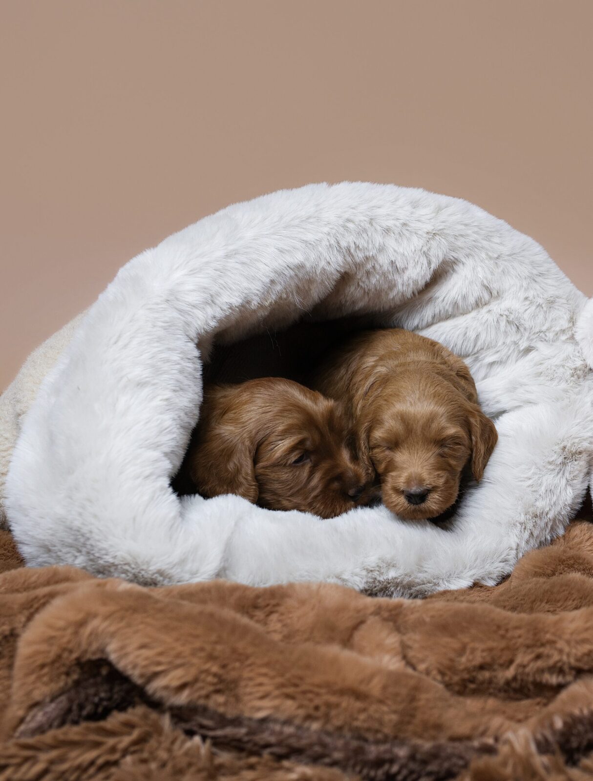 PUPPY COCOON - obrazek 13