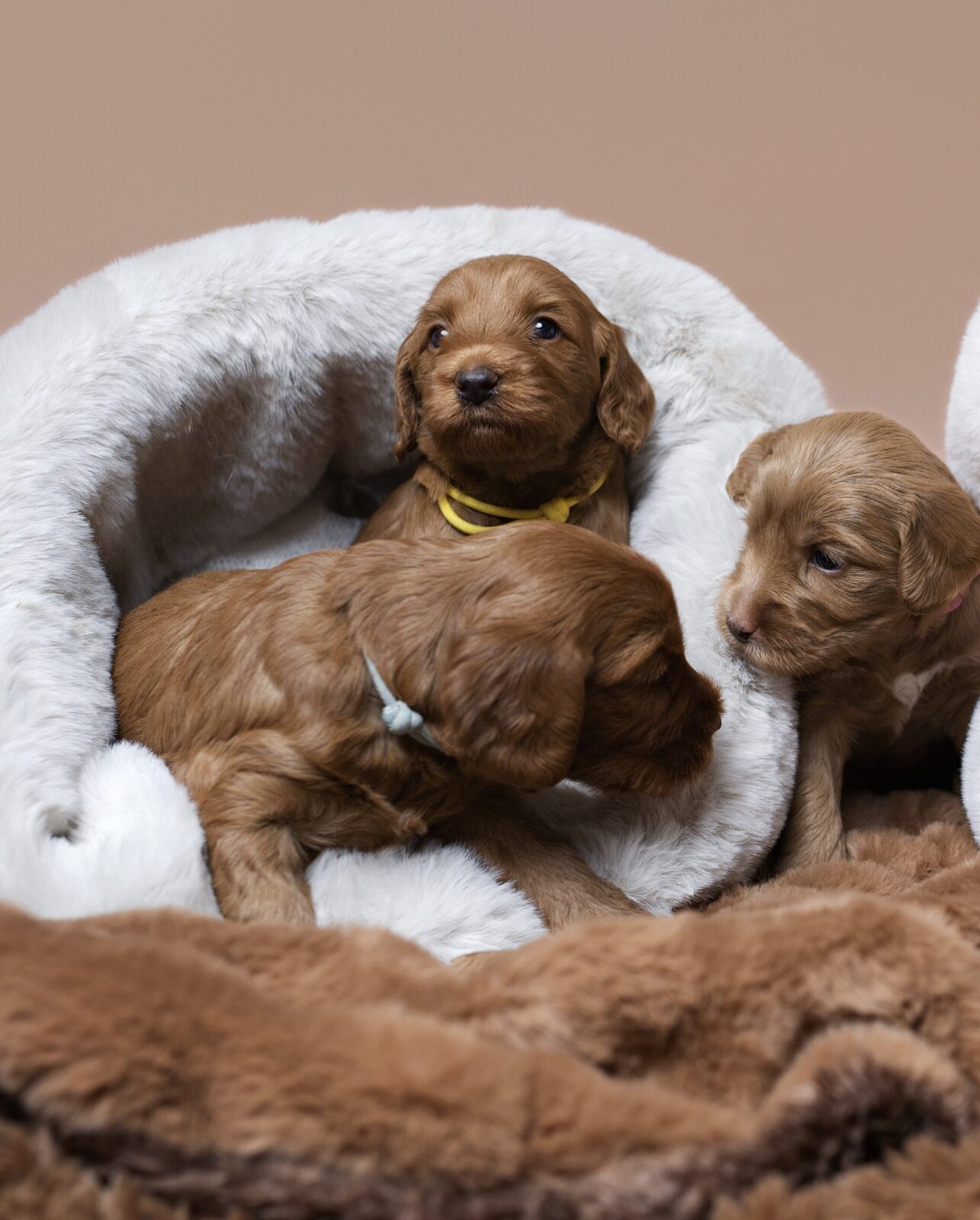 PUPPY COCOON - obrazek 11