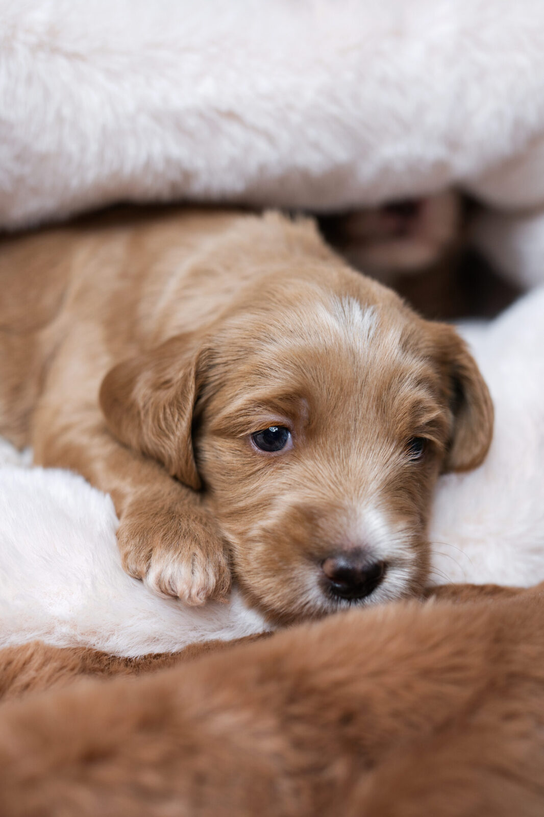 PUPPY COCOON - obrazek 10