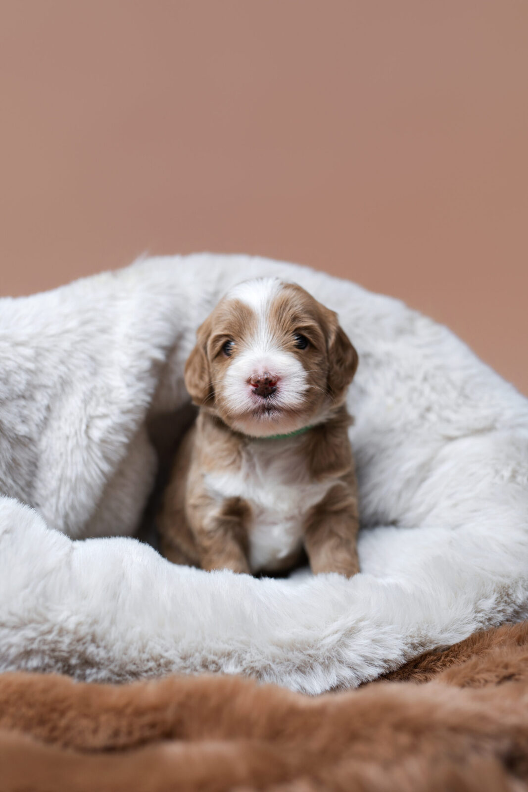 PUPPY COCOON - obrazek 8