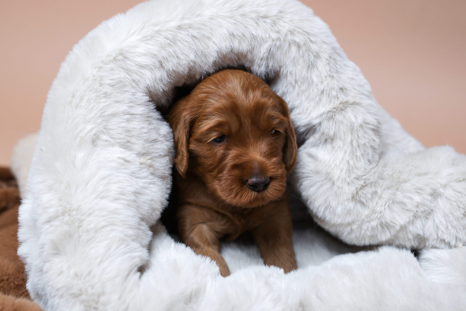 PUPPY COCOON - obrazek 14