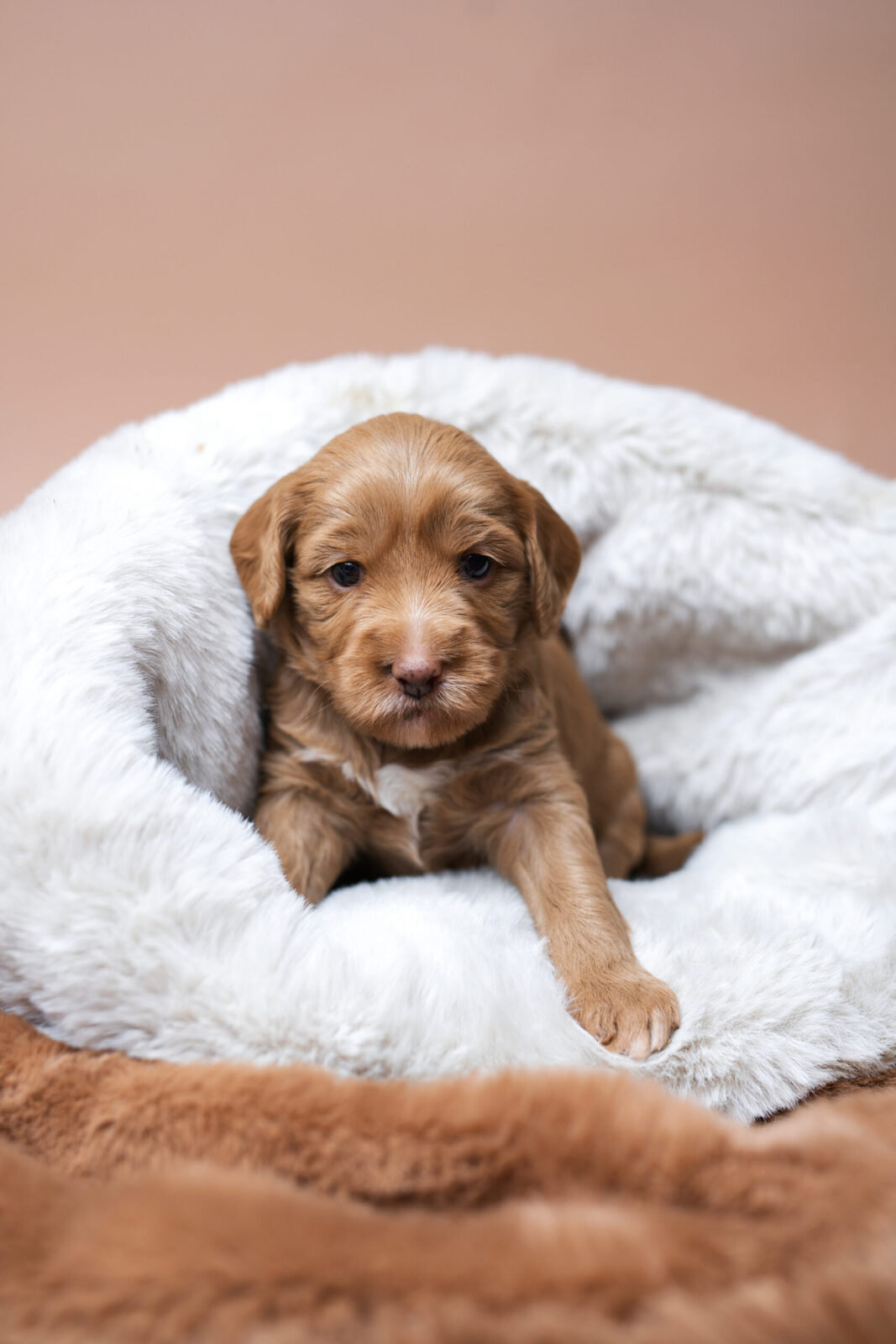 PUPPY COCOON - obrazek 7