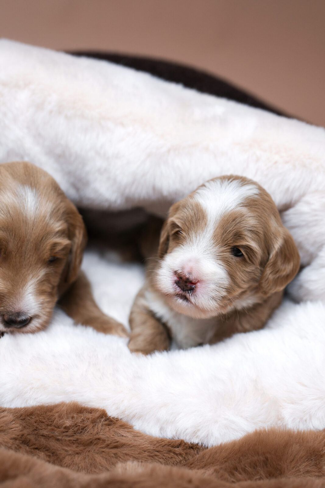 PUPPY COCOON - obrazek 9