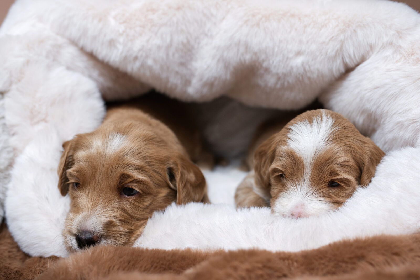 PUPPY COCOON - obrazek 12