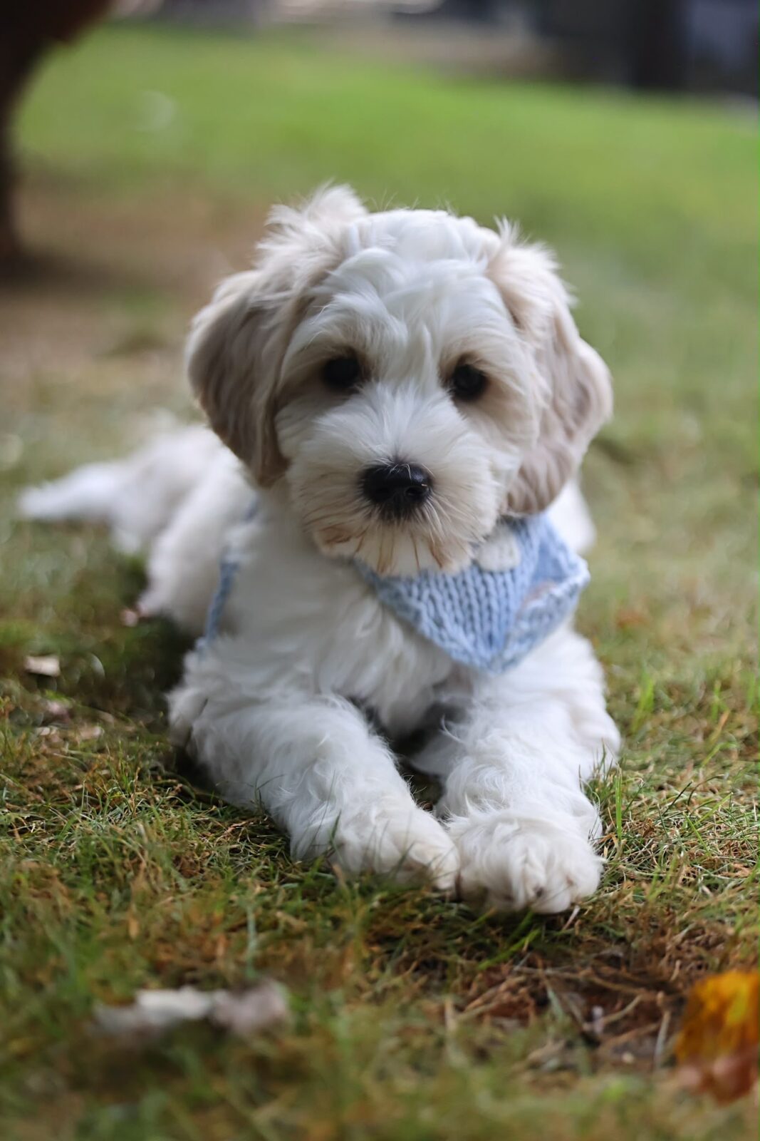 Love Puppy Bandana - Image 21