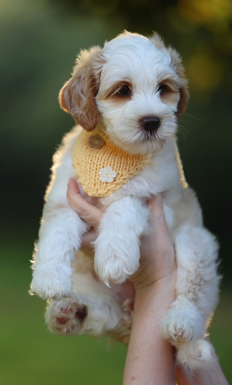 Love Puppy Bandana - Image 15