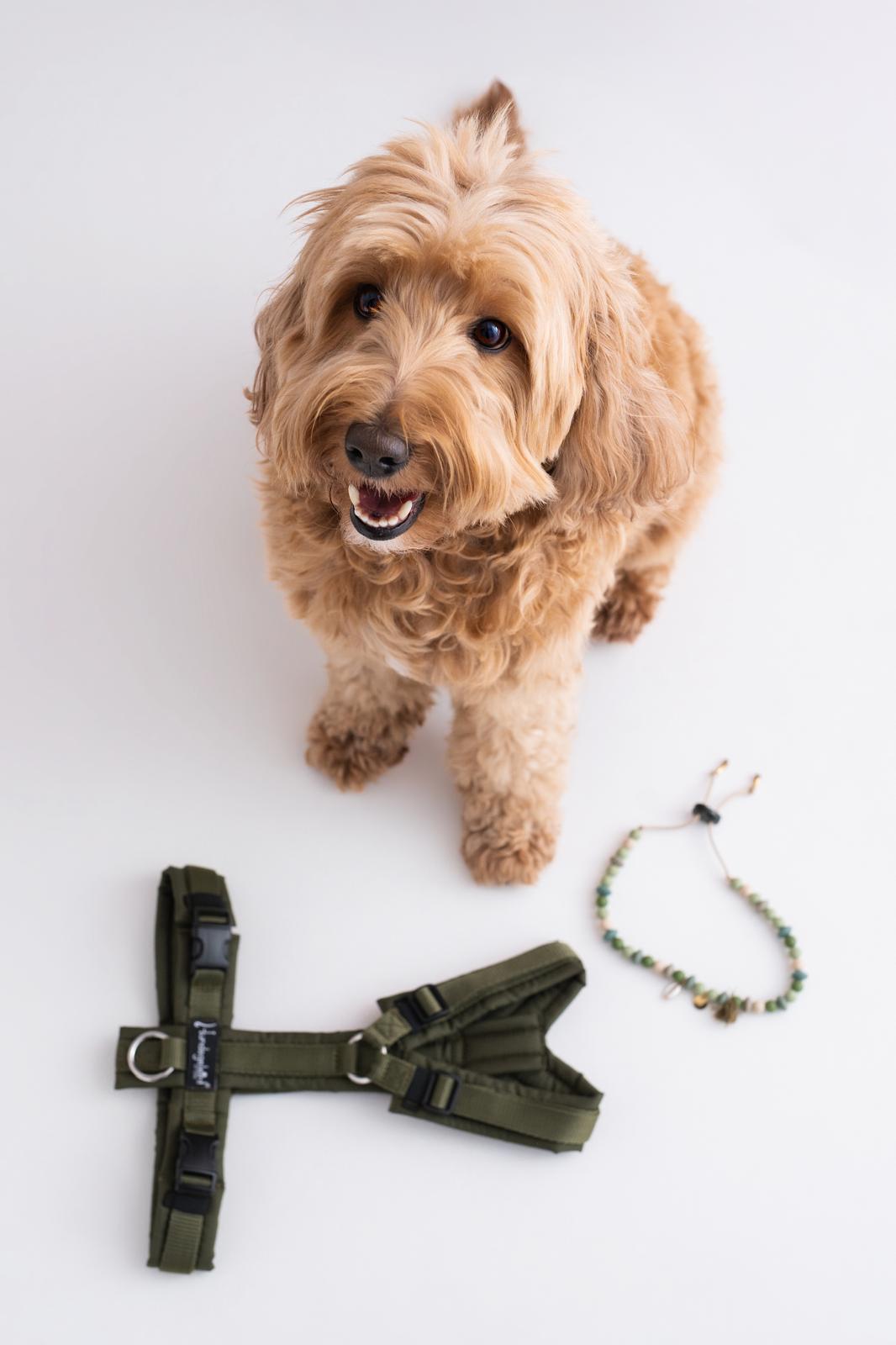 Adventure Dog Harness - Image 8