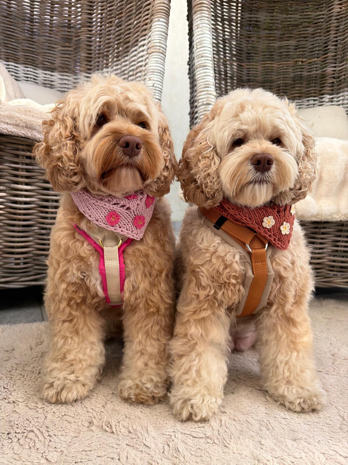 Adventure Dog Harness - Image 11