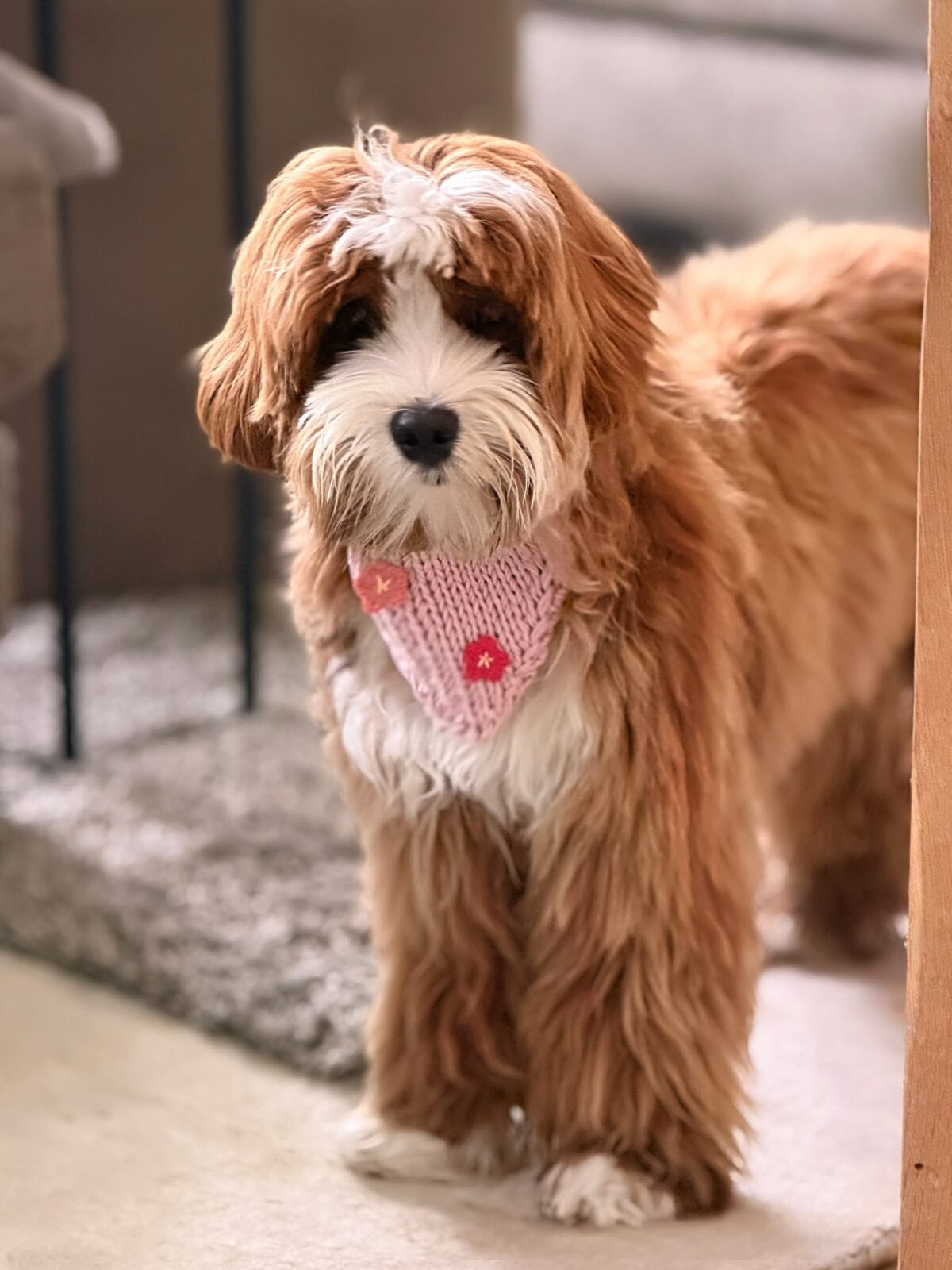 Love Puppy Bandana - Image 8