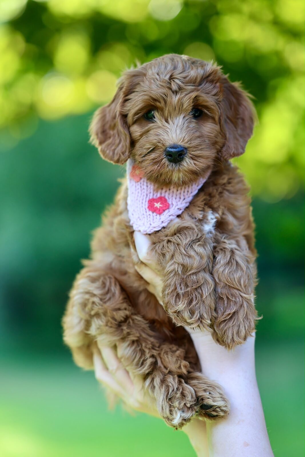 Love Puppy Bandana - Image 6