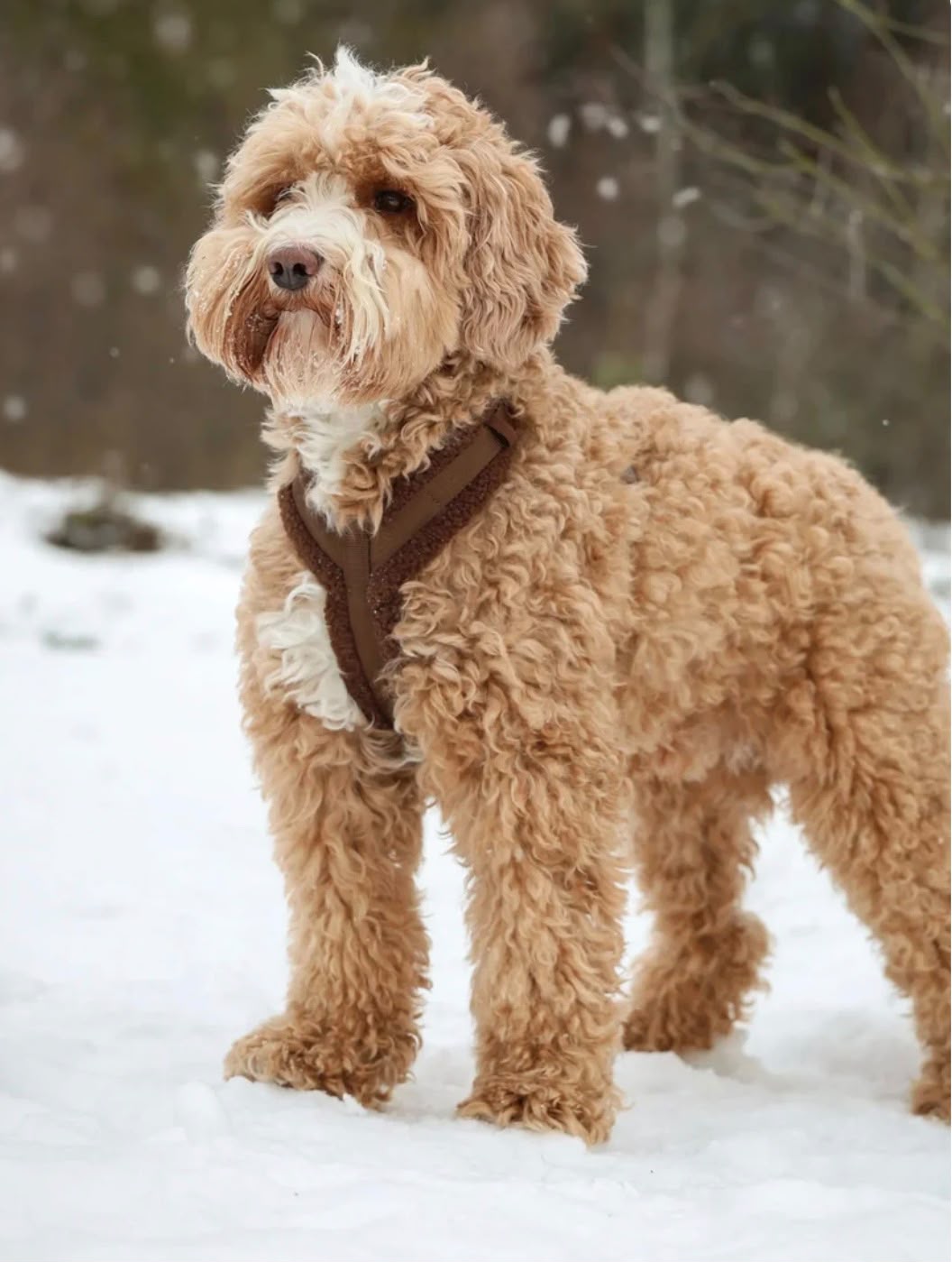 "Clay" - Sherpa Dog Harness - obrazek 5