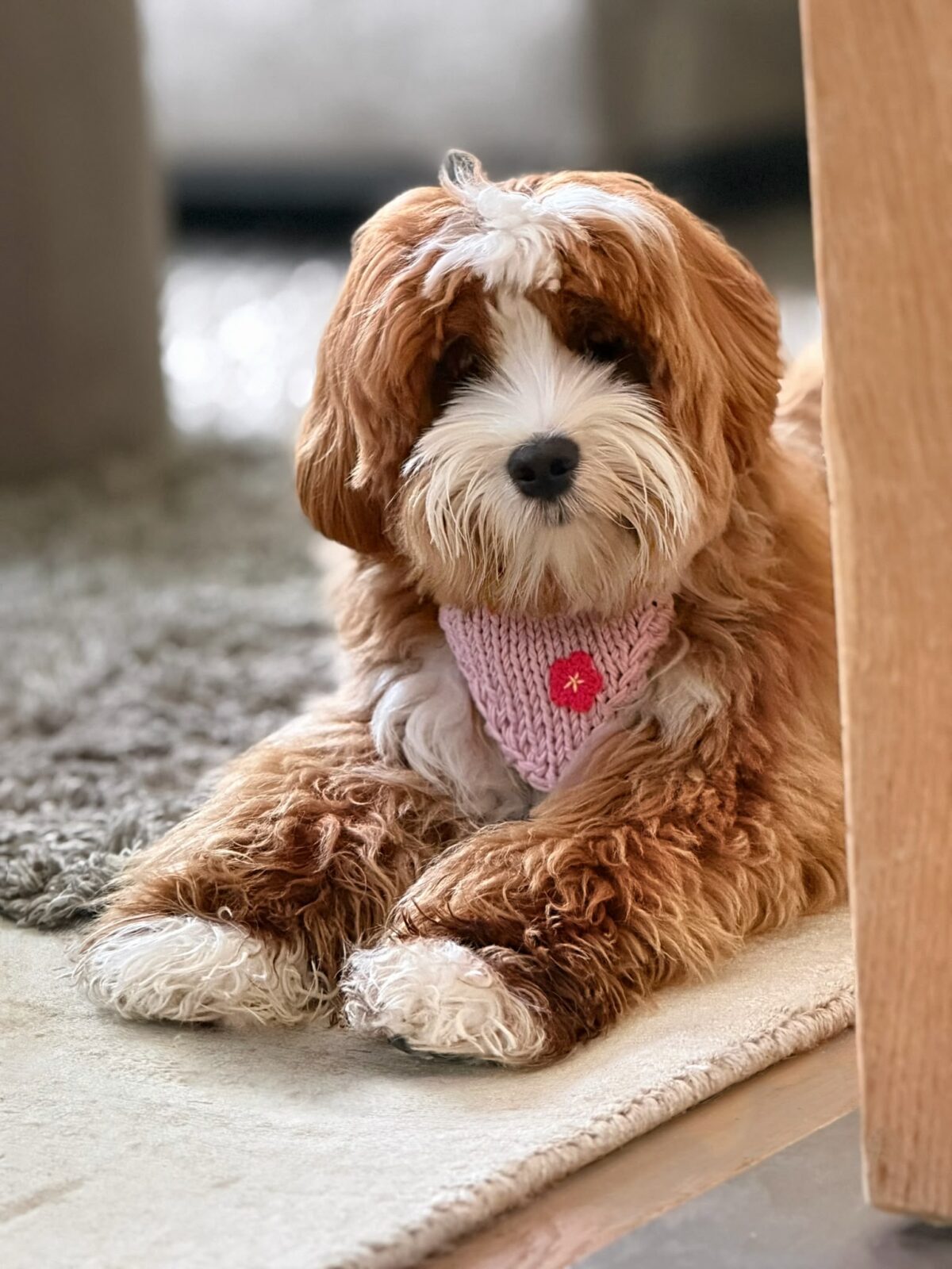 Love Puppy Bandana - Image 9
