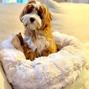 The Teddy Nest