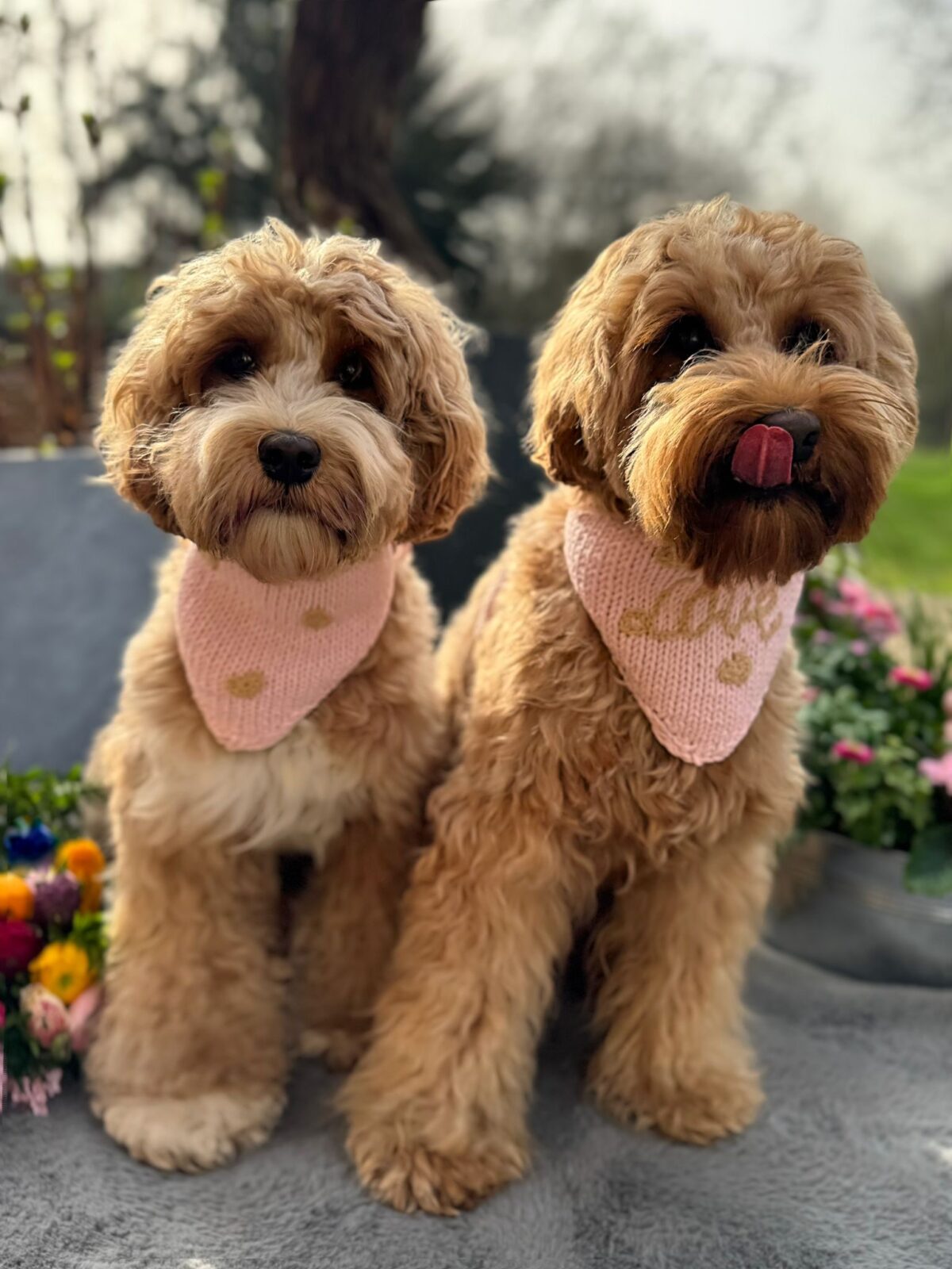 Little Hearts Bandana - Image 9