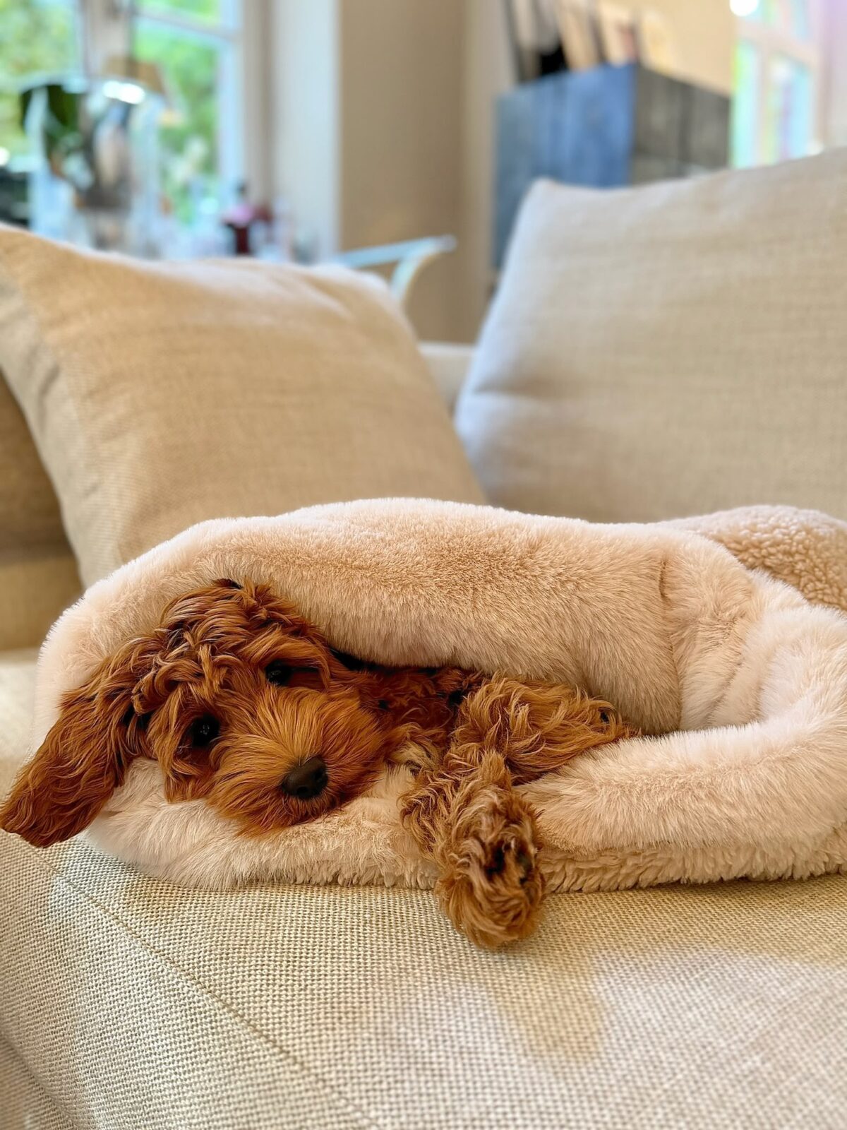 PUPPY COCOON - obrazek 3