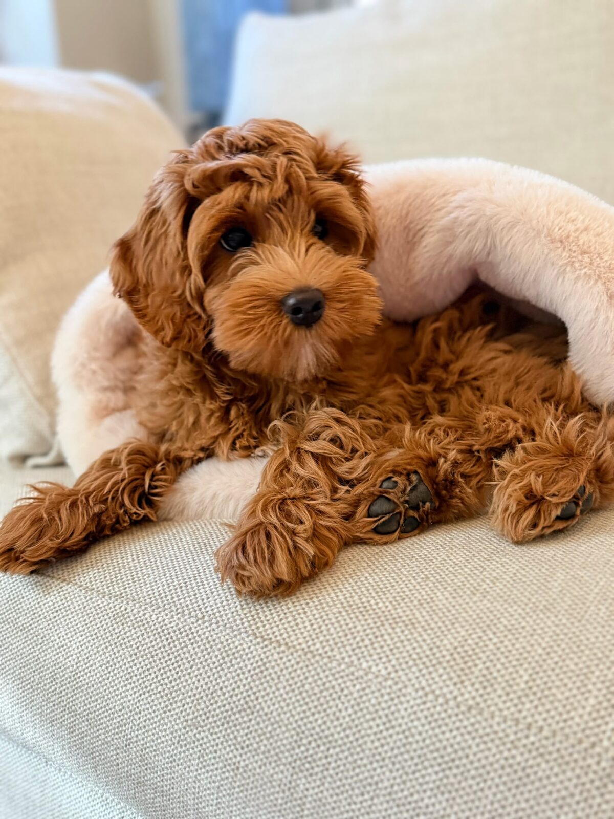 PUPPY COCOON - obrazek 2