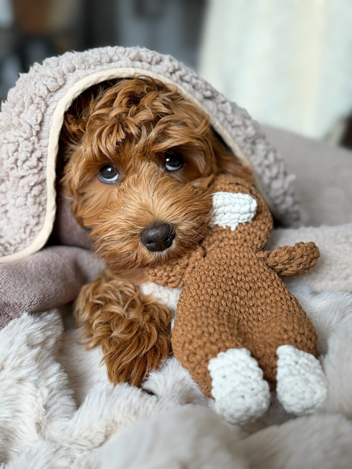 Teddy Cloud Blanket