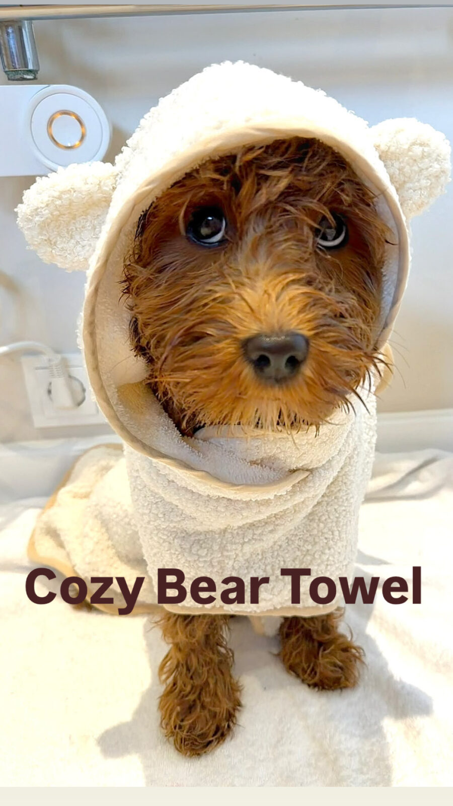 Teddy Dogs Shop