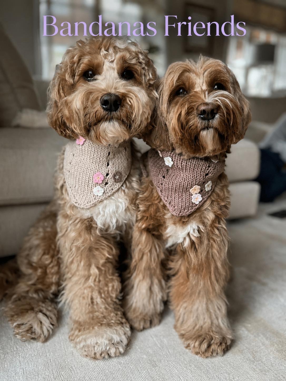 Teddy Dogs Shop