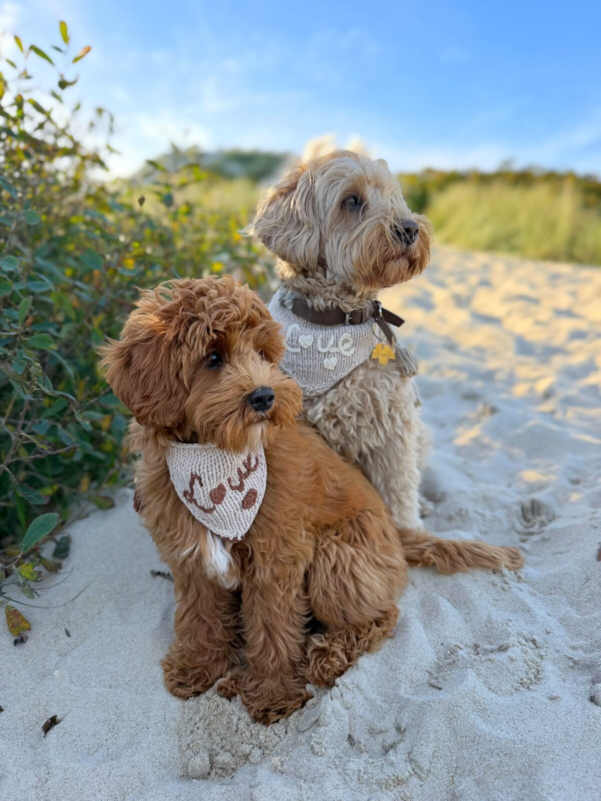 Teddy Dogs Shop